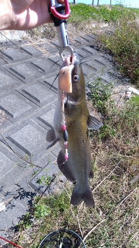 アメリカナマズの釣果