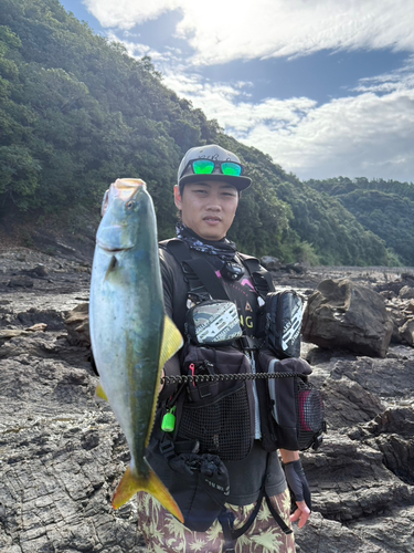 ヤズの釣果