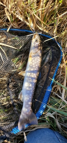 アメマスの釣果