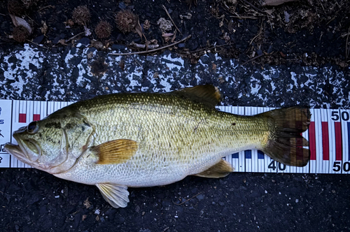 ブラックバスの釣果