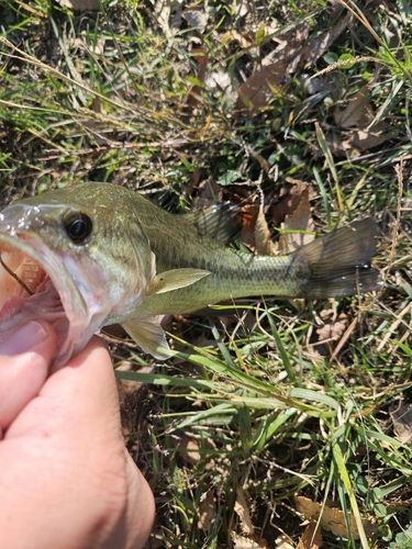 ラージマウスバスの釣果