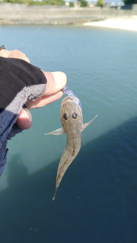 ハゼの釣果