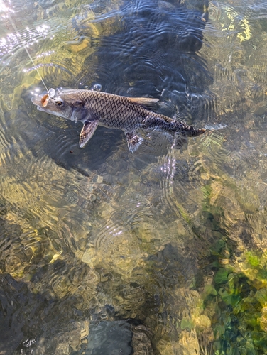 ニゴイの釣果