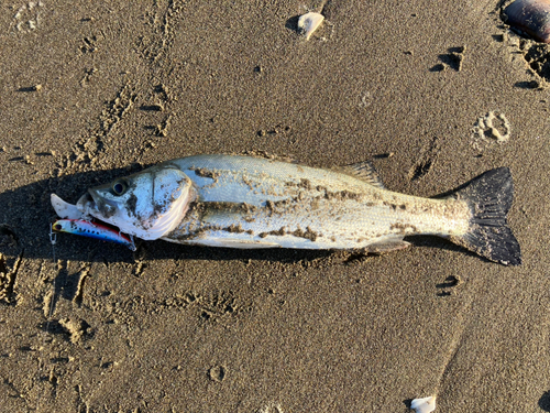 セイゴ（マルスズキ）の釣果