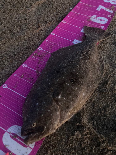 ヒラメの釣果