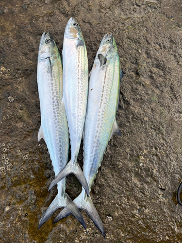 サゴシの釣果