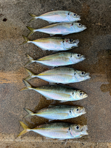 アジの釣果