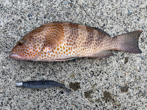 オオモンハタの釣果