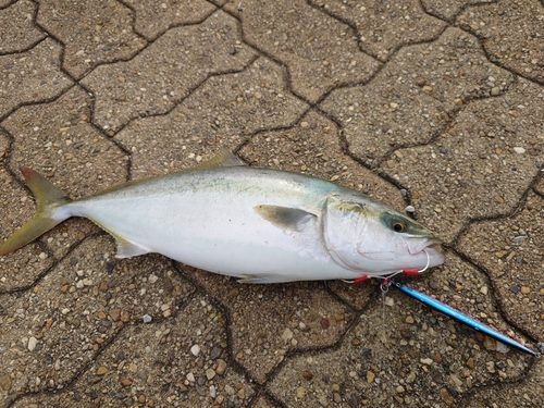 ハマチの釣果