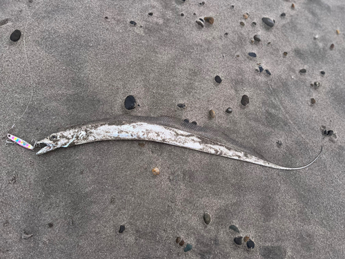 イシモチの釣果