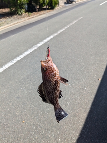 オオモンハタの釣果