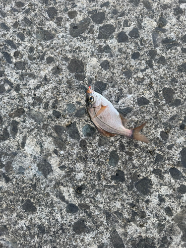 タイの釣果