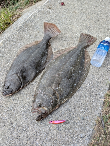 ヒラメの釣果