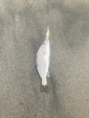 ニベの釣果