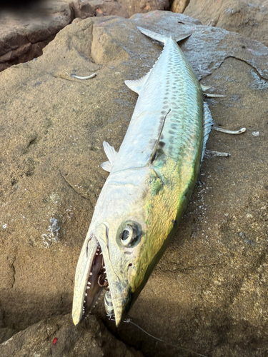 サゴシの釣果