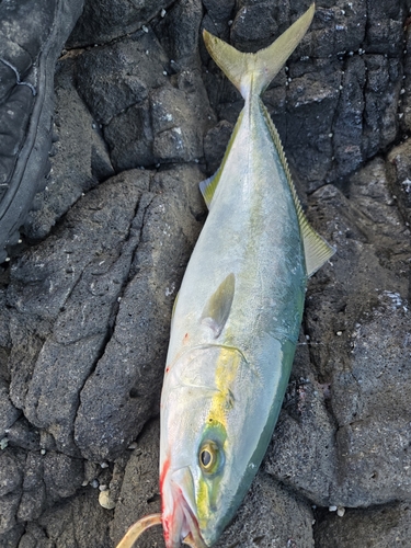 ヤズの釣果