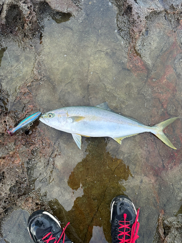 ヒラマサの釣果