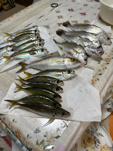 アジの釣果