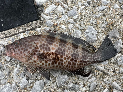 オオモンハタの釣果