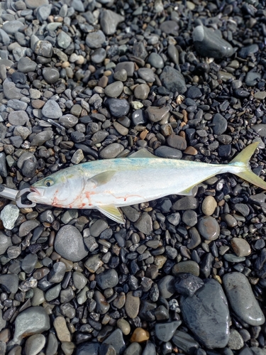 ワカシの釣果