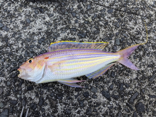 イトヨリダイの釣果