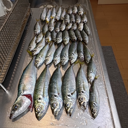 アジの釣果