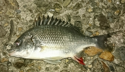 チヌの釣果