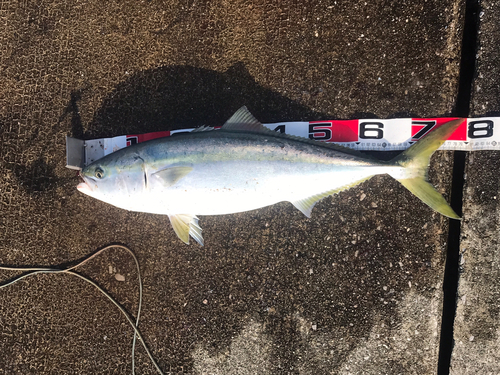 ブリの釣果