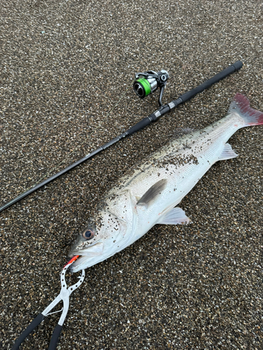 スズキの釣果