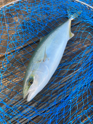 ヤズの釣果