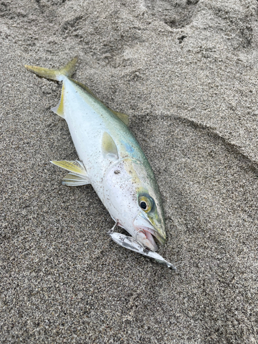 ワカシの釣果