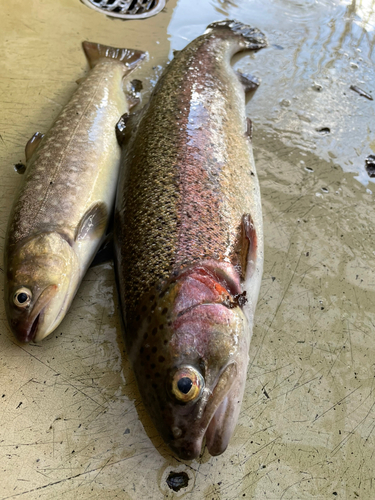 ニジマスの釣果