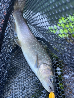 イワナの釣果