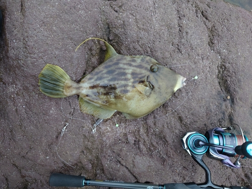 カワハギの釣果