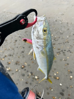 ワカシの釣果