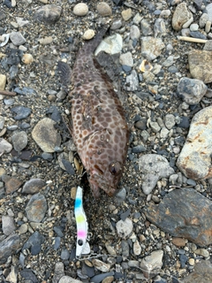 オオモンハタの釣果