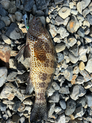 オオモンハタの釣果