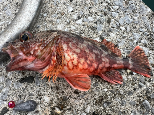 アラカブの釣果