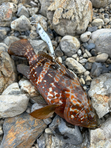 キジハタの釣果