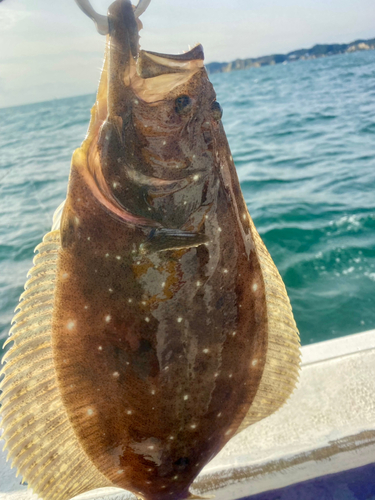 ヒラメの釣果