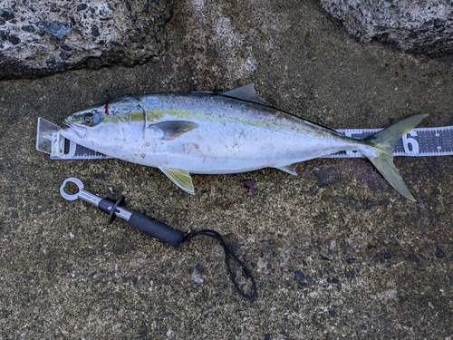 ハマチの釣果