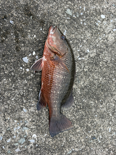 ゴマフエダイの釣果