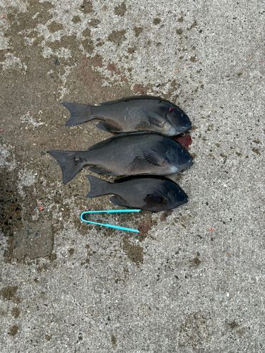 クチブトグレの釣果