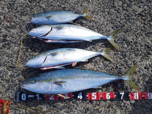 ワカシの釣果