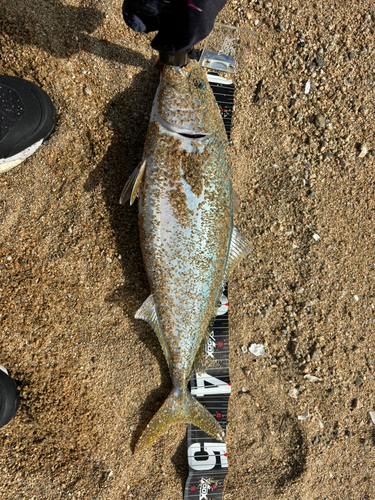 ヤズの釣果