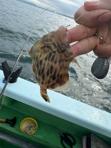 カワハギの釣果