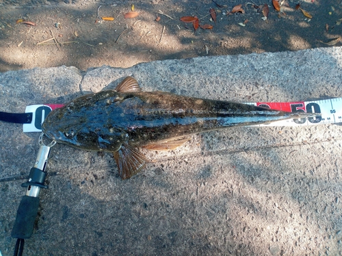 マゴチの釣果