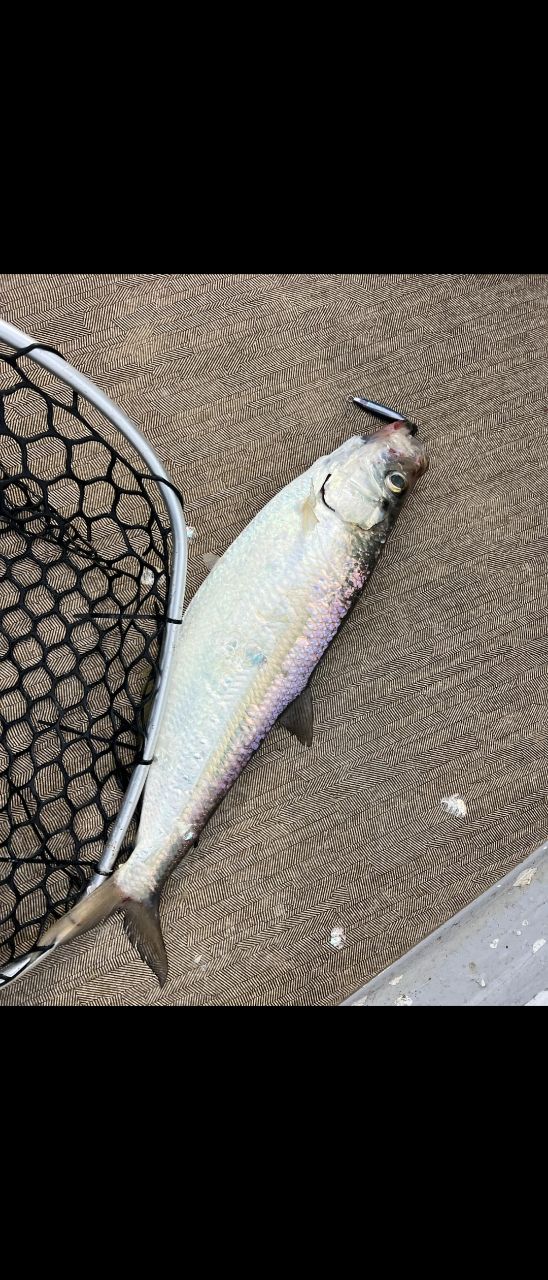 釣り道具バカさんの釣果 2枚目の画像