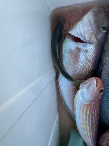 アマダイの釣果