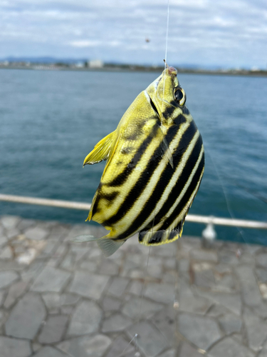 カゴカキダイの釣果